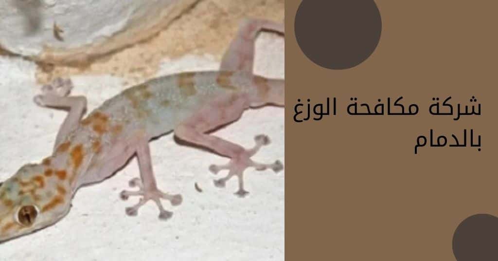 شركة مكافحة حشرات بالدمام | رش مبيدات حشرية لكافة الحشرات مكافحة الوزغ بالدمام