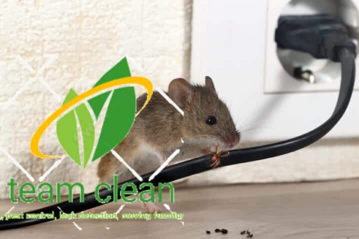 شركة مكافحة حشرات بجدة