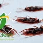 شركة مكافحة حشرات بجدة