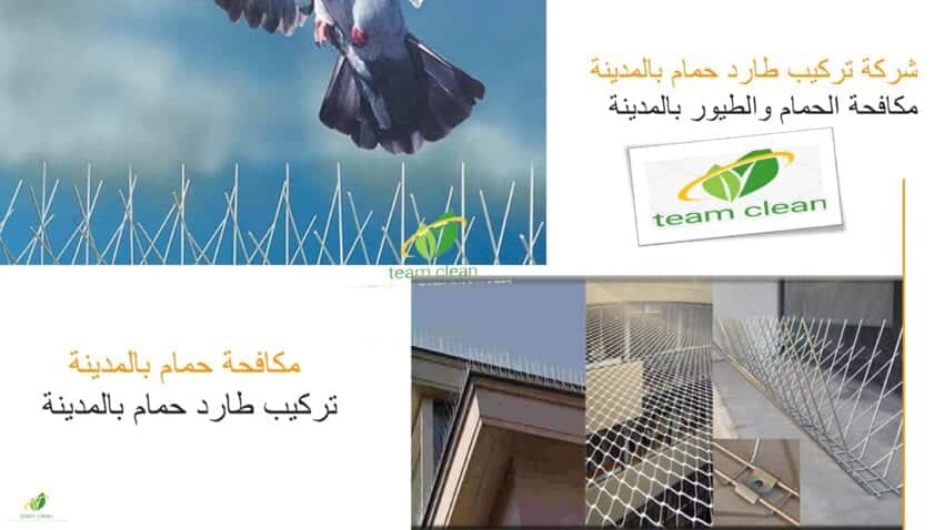 شركة تركيب طارد حمام بالمدينة المنورة | مكافحة حمام شركة تركيب طارد حمام بالمدينة المنورة